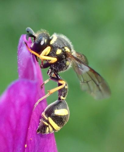 Réf. 317 728 : Eumenes sp.